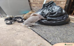 French Lop rabbits for sale: Giant lops beautiful example  - Image 3