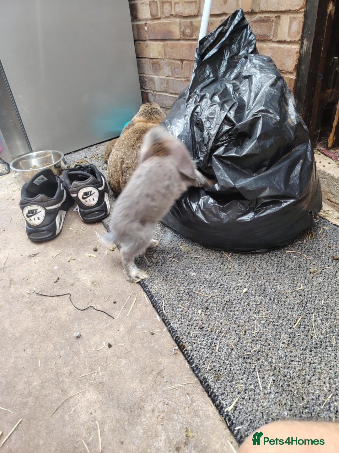 French Lop rabbits for sale: Giant lops beautiful example  - Image 3