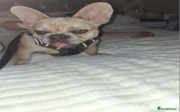 French Bulldog dogs for sale: Male fawn merle french bulldog  - Image 4