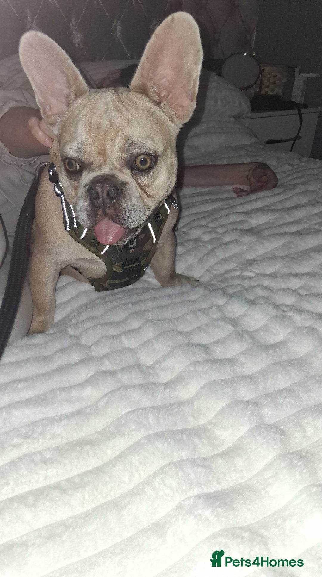 French Bulldog dogs for sale: Male fawn merle french bulldog  - Image 4