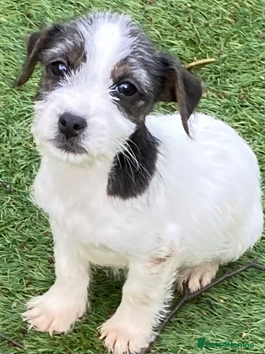 Jack Russell dogs for sale: 4 jack Russel boys  - Advert 4