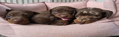 Miniature Dachshund 4