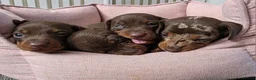 Miniature Dachshund dogs for sale: miniature dashhounds kc registered  - Advert 2