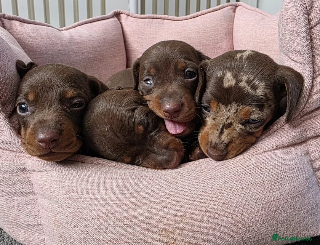 Miniature Dachshund dogs for sale: miniature dashhounds kc registered  - Advert 2