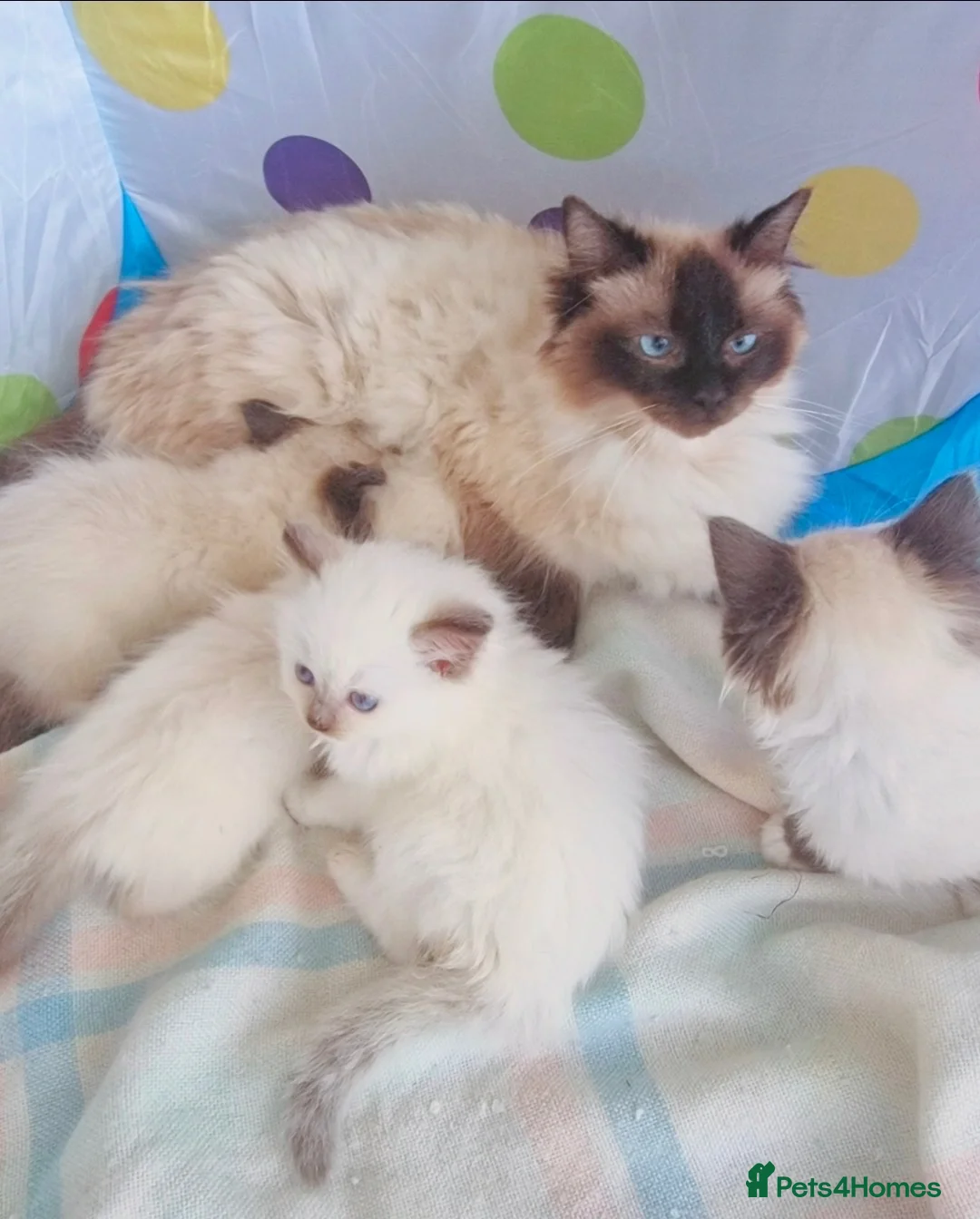 Ragdoll cats for sale: Beautiful ragdoll boy - Advert 9
