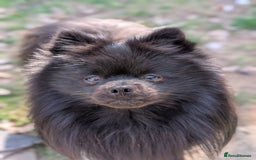 Pomeranian dogs for stud: Black Pomeranian Stud in Southampton - Image 3