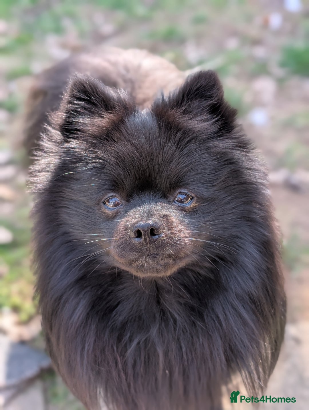 Pomeranian dogs for stud: Black Pomeranian Stud in Southampton - Image 3