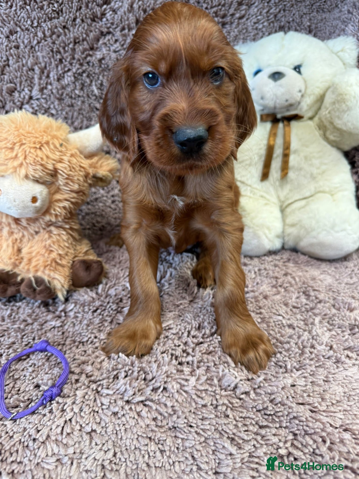 Irish Setter dogs Gorgeous Irish Setter Pups - 1 Boys available KC - Advert 1