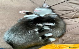 Mixed Breed cats for sale: 2 male kittens  - Image 3