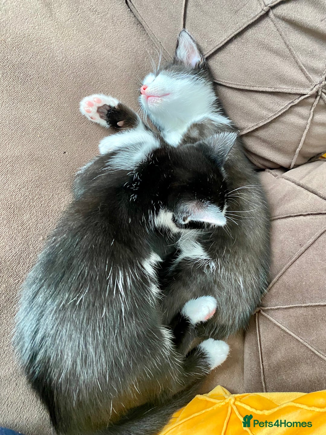 Mixed Breed cats for sale: 2 male kittens  - Image 3