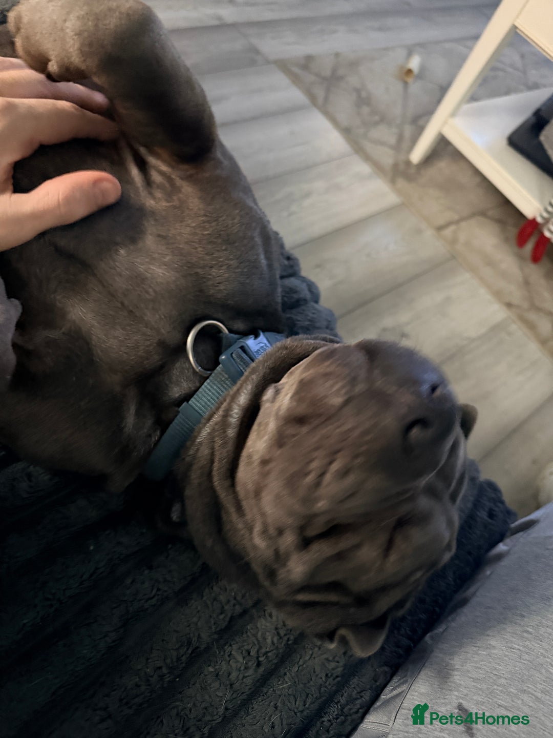 Mixed Breed dogs for sale: Beautiful cocker-Pei puppies - Advert 11