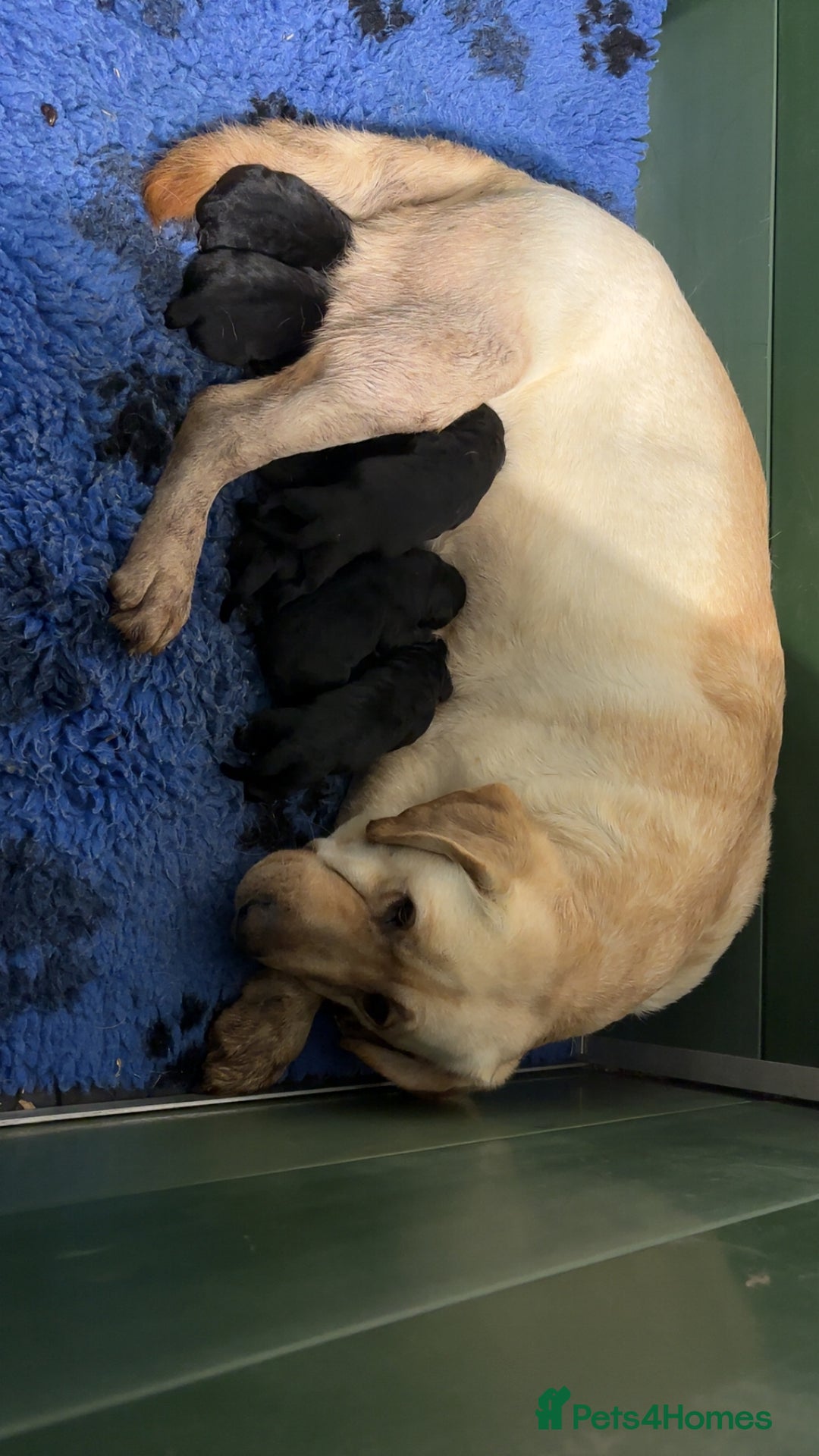Labrador Retriever dogs for sale: Chunky Labrador Puppies  - Advert 3