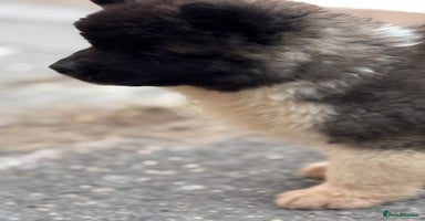 Akita dogs - Advert 5