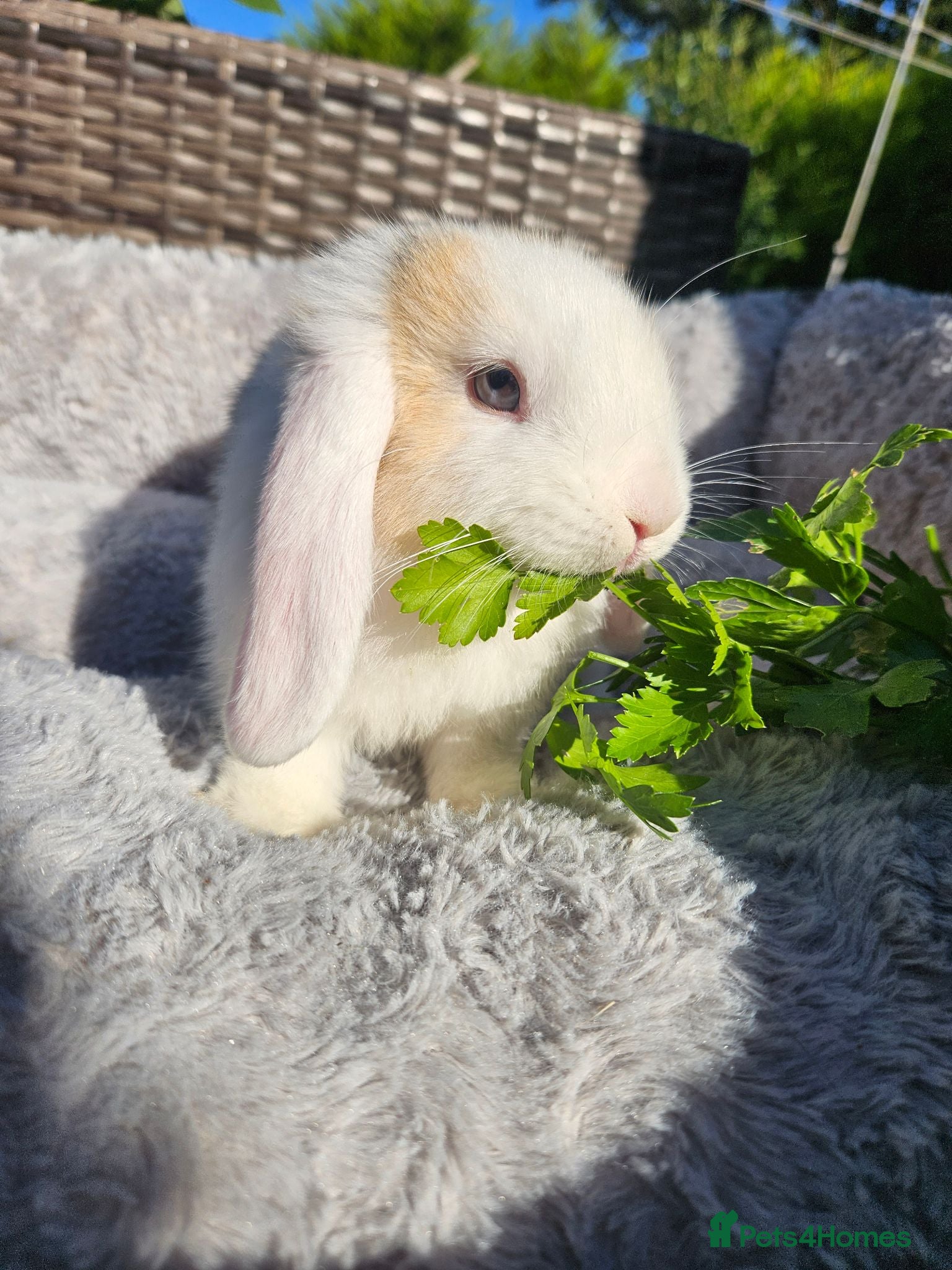 Mini Lop rabbits Beautiful mini lop boys and girls avalible - Advert 2