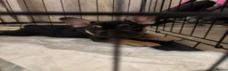 French Bulldog dogs for sale: Beautiful frenchie pups ready now  - Advert 2