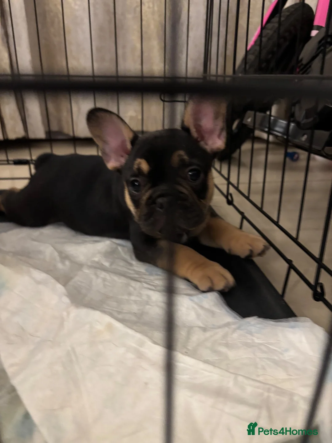 French Bulldog dogs for sale: Beautiful frenchie pups ready now  - Advert 2