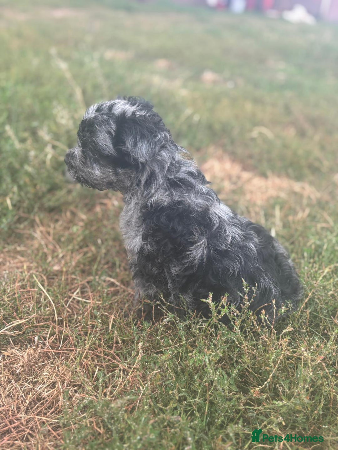 Mixed Breed dogs for sale: Froodle pups - Image 9