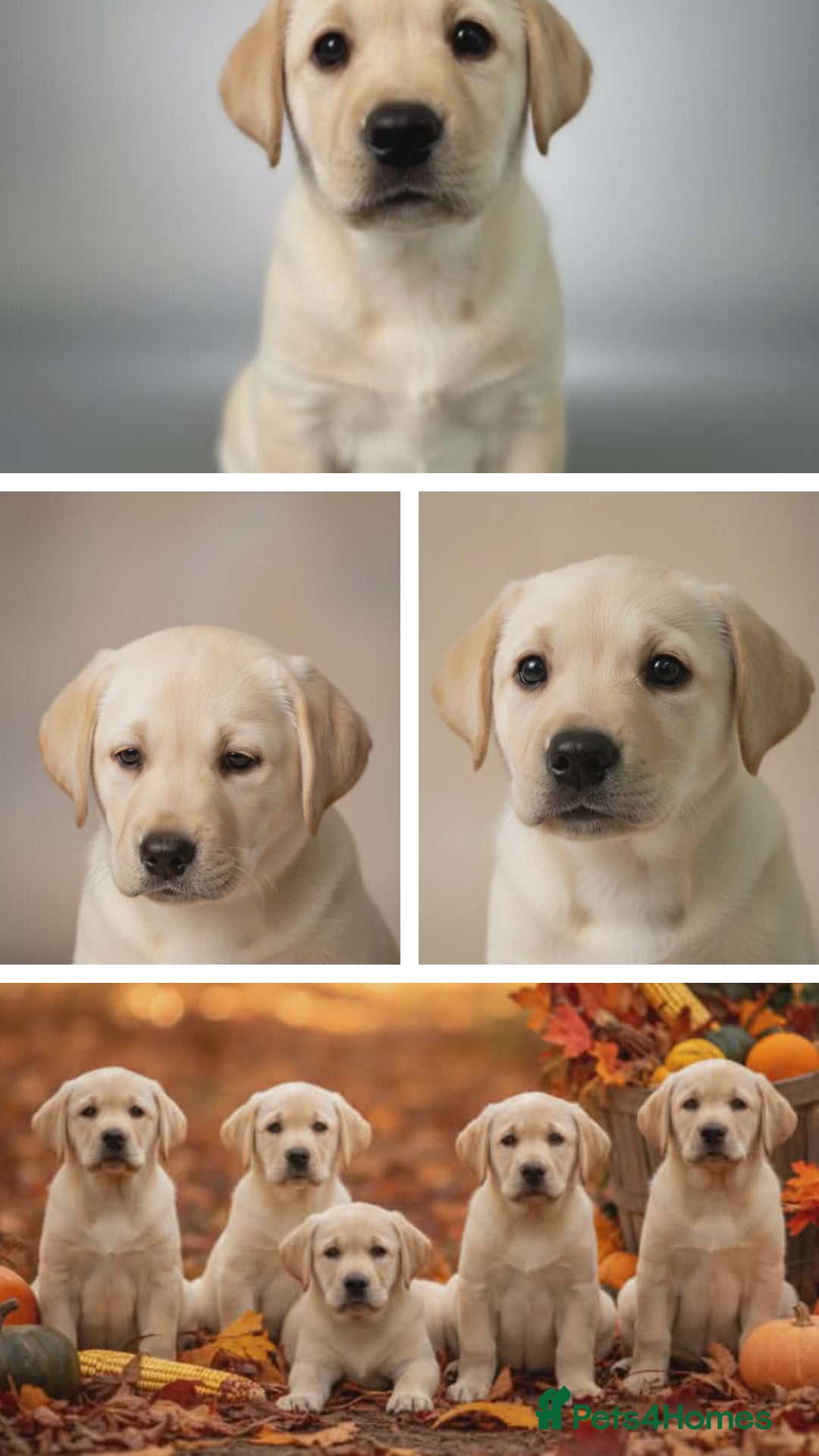 Labrador Retriever dogs for sale: Stunning Yellow Puppies - Advert 2