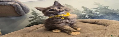 Maine Coon 6 amazing looking girl 