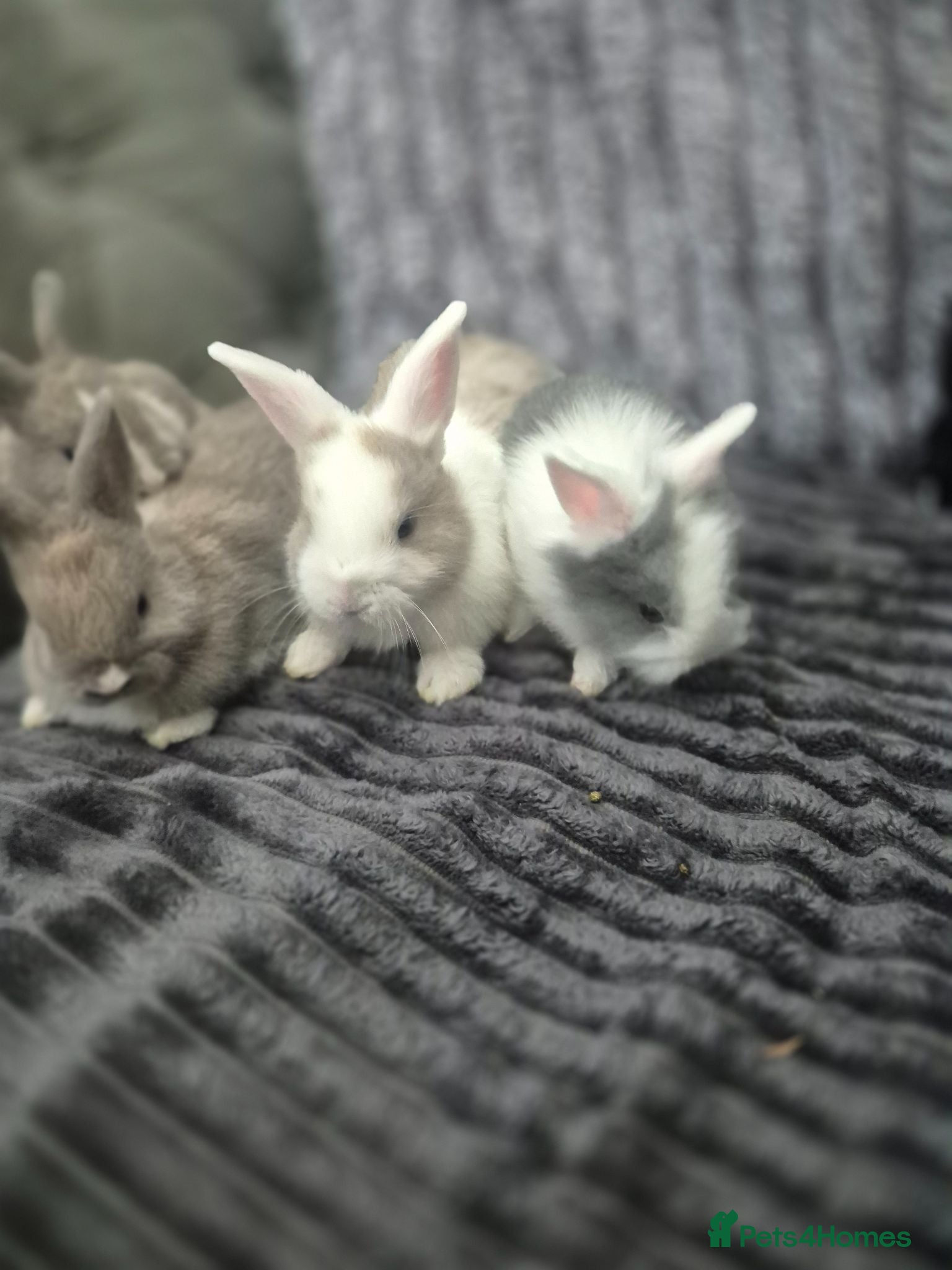 Mixed Breed rabbits Baby bunnies 1 left - Advert 19