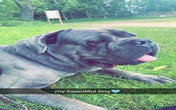 Cane Corso dogs for sale: 2 Year old cane corso - Image 2