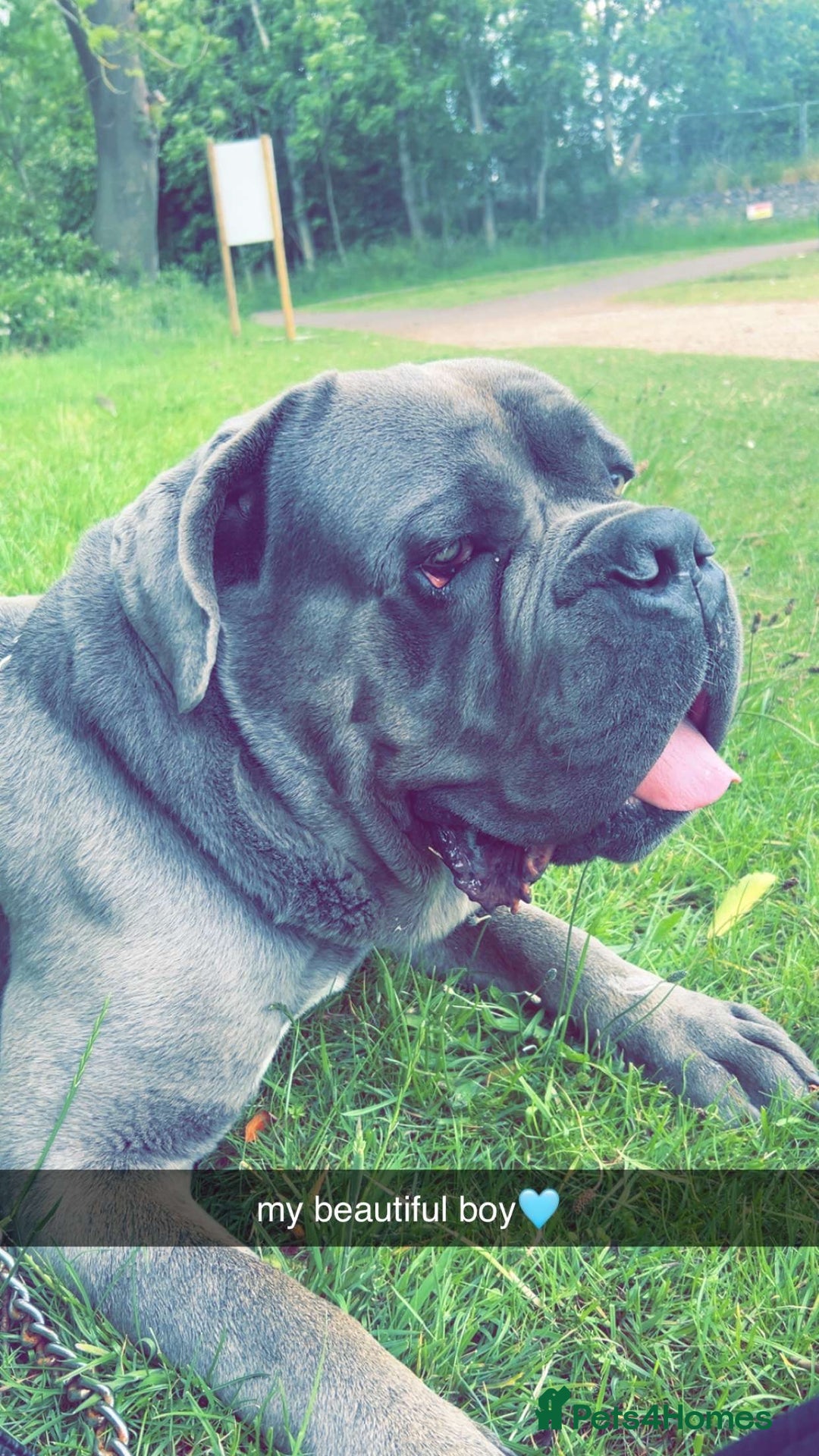 Cane Corso dogs for sale: 2 Year old cane corso - Image 2