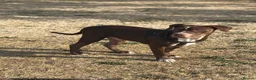 Bullmastiff dogs for sale: Spanish mastiff  - Advert 4