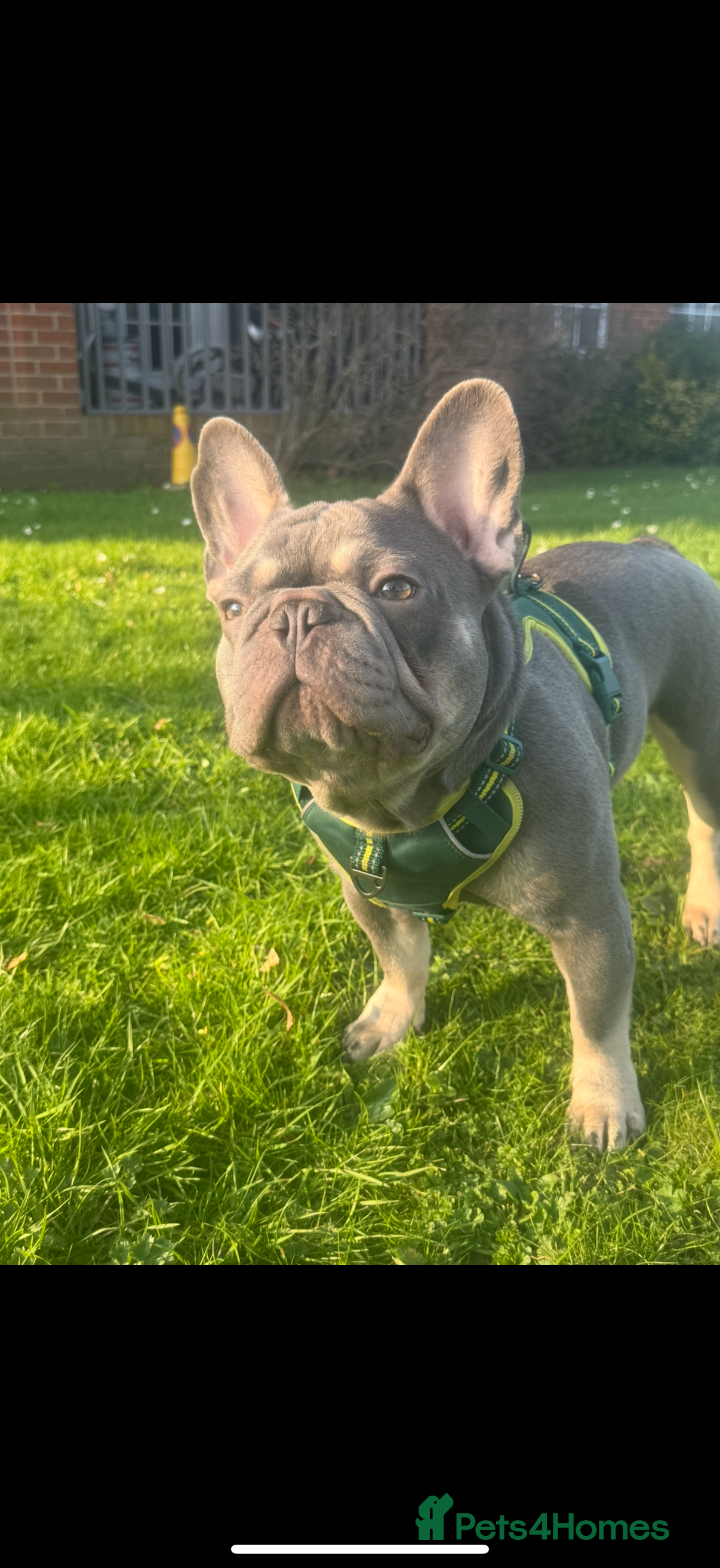 French Bulldog dogs Freddie the frenchie  - Advert 1