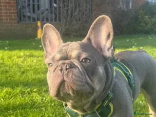 French Bulldog dogs Freddie the frenchie - Advert 1