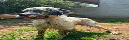 English Setter dogs for adoption: Sam   in Blaydon-on-Tyne - Advert 7