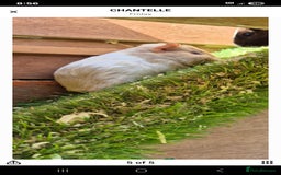 Guinea Pig rodents for sale: Male piggies  - Image 3