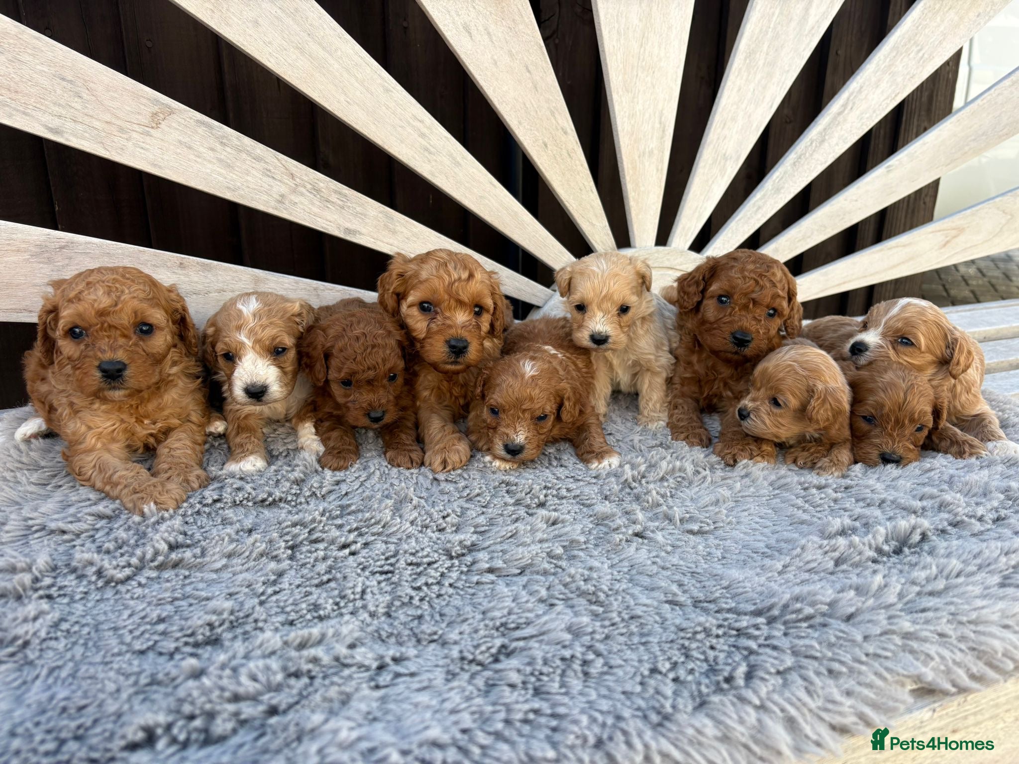 Cavapoo dogs OUTSTANDING F1 CAVAPOO PUPPIES BOTH KC PARENTS  - Advert 1