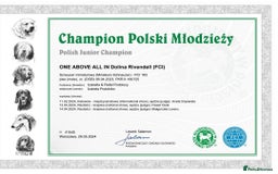 Miniature Schnauzer dogs for stud: Junior Champion of Poland 2024 in Preston - Image 8