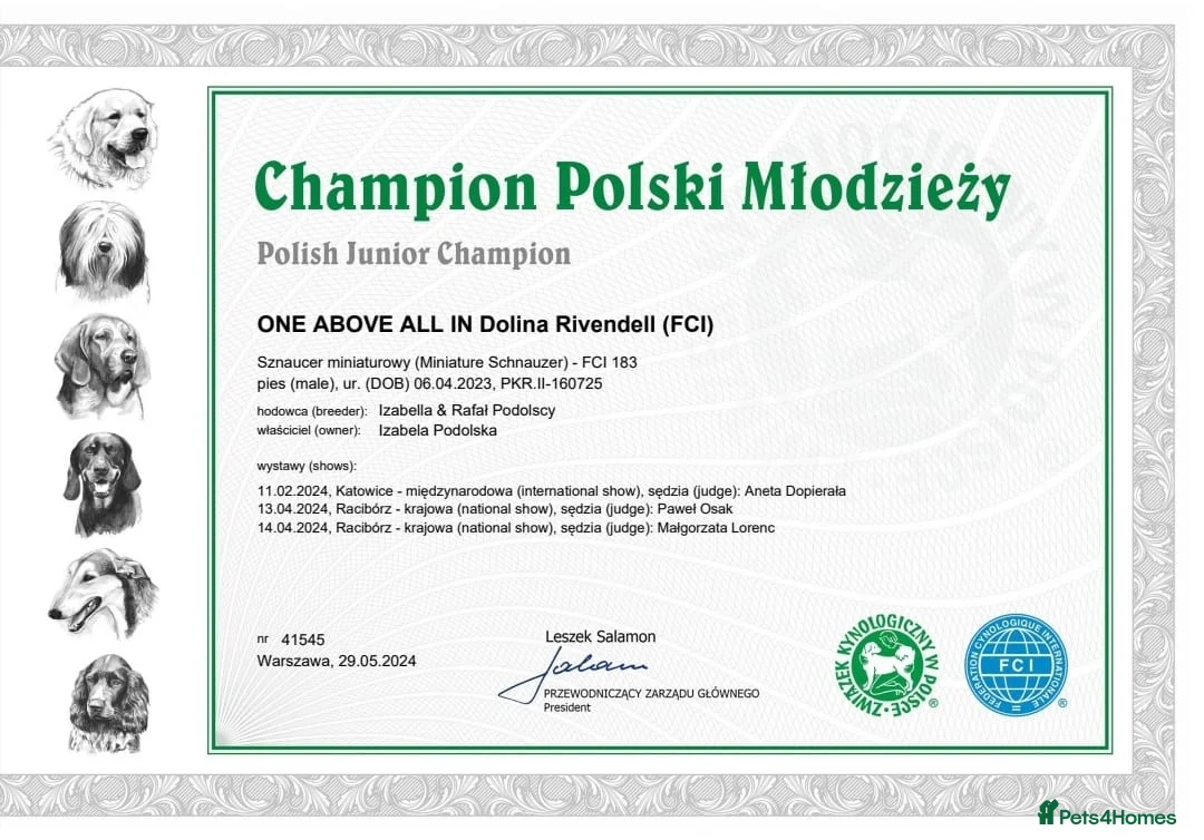 Miniature Schnauzer dogs for stud: Junior Champion of Poland 2024 in Preston - Advert 8