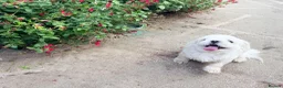 Maltese dogs for sale: Full Korean Male Maltese - Advert 27