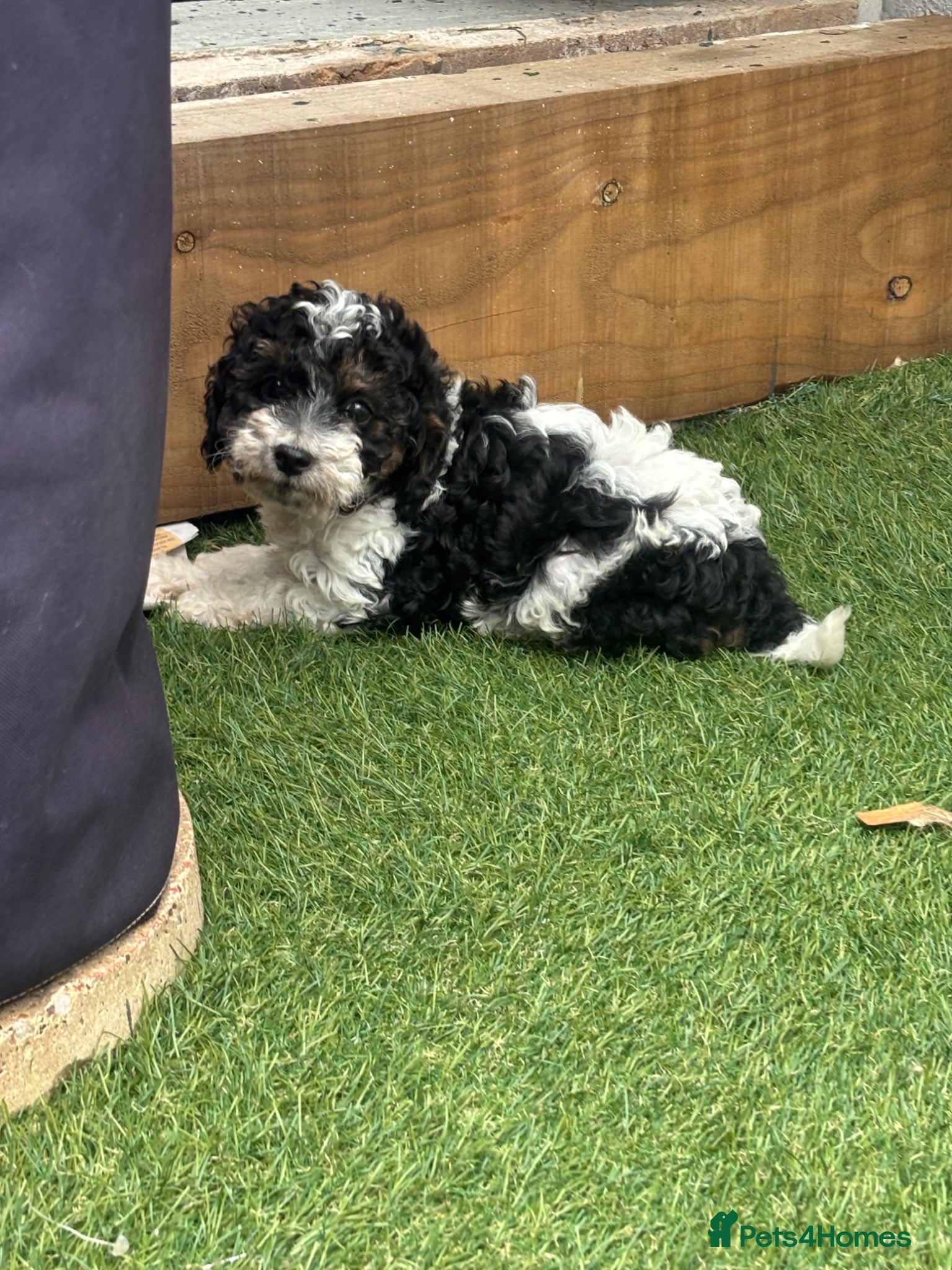 Cavapoo dogs Ready to leave Cavapoo puppies 🩷 - Advert 1