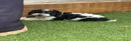 Cavapoo dogs for sale: Ready to leave Cavapoo puppies 🩷 - Advert 1