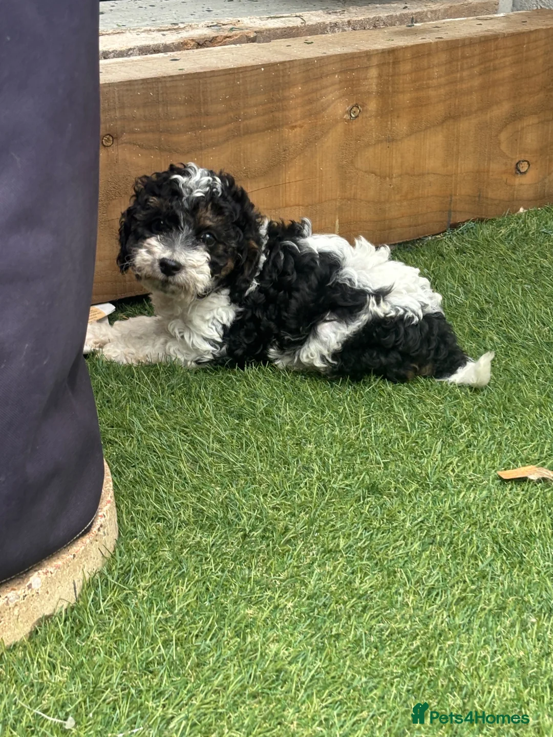 Cavapoo dogs for sale: Ready to leave Cavapoo puppies 🩷 - Advert 1