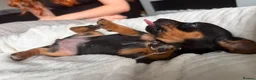 Mixed Breed dogs for sale: Miniature Dachshund cross puppies  - Advert 5