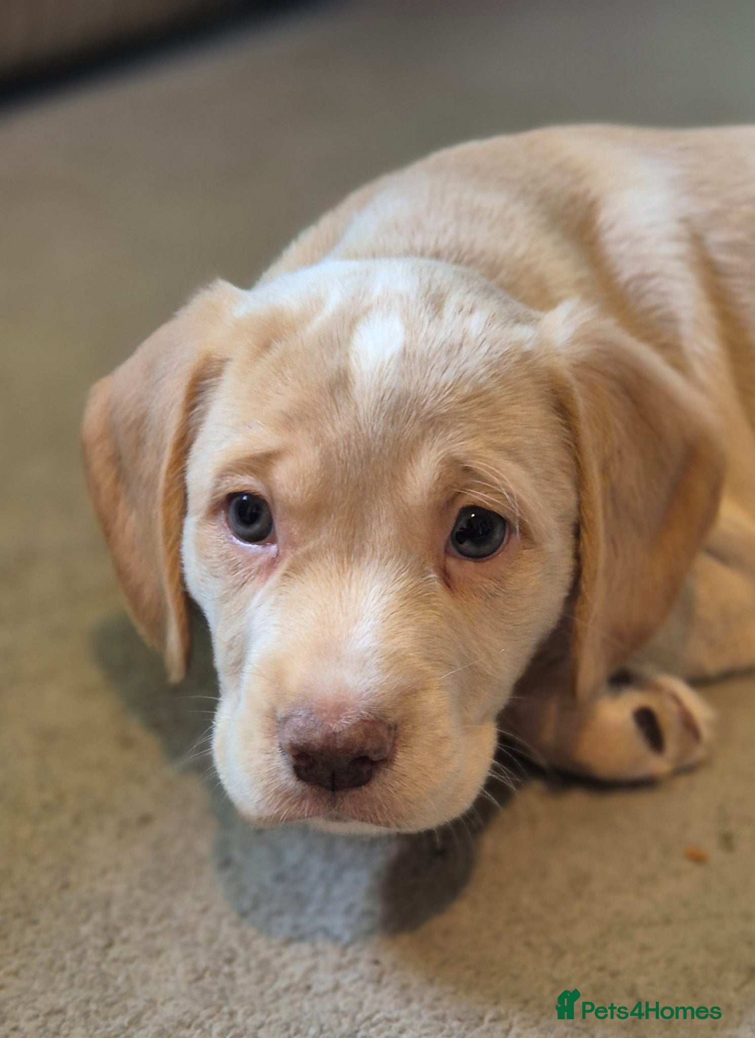 Cockerdor dogs Merle cockerdors  - Advert 2