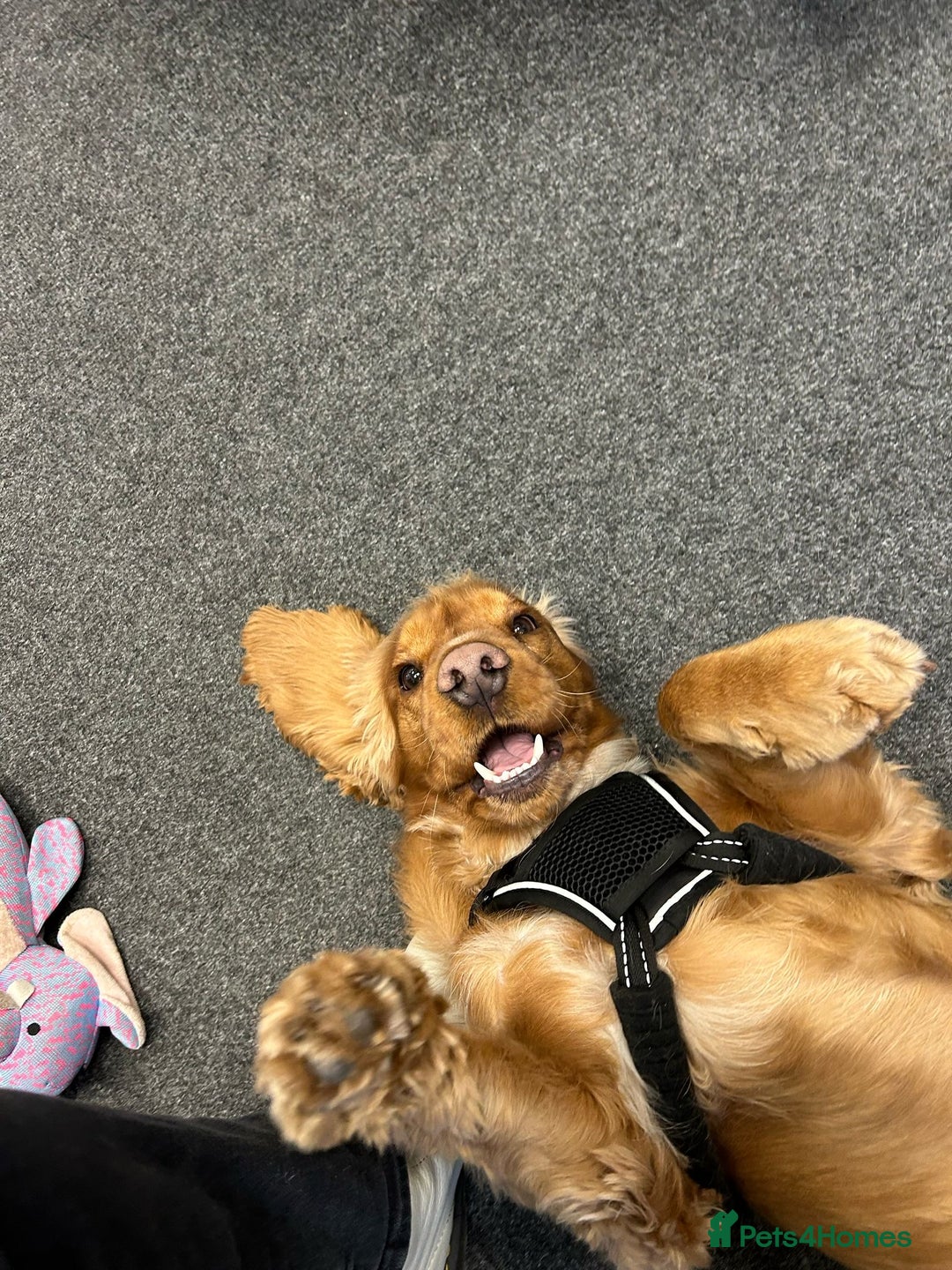 Cocker Spaniel dogs for sale: (Almost) 2 Year Old Cocker Spaniel Boy 🩵 - Advert 1