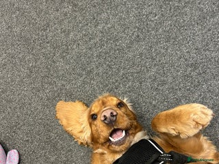 Cocker Spaniel dogs (Almost) 2 Year Old Cocker Spaniel Boy 🩵 - Advert 4