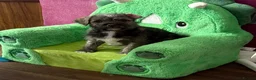 Mixed Breed dogs for sale: Female Pudland Puppy Looking For 5 Star Home - Advert 9
