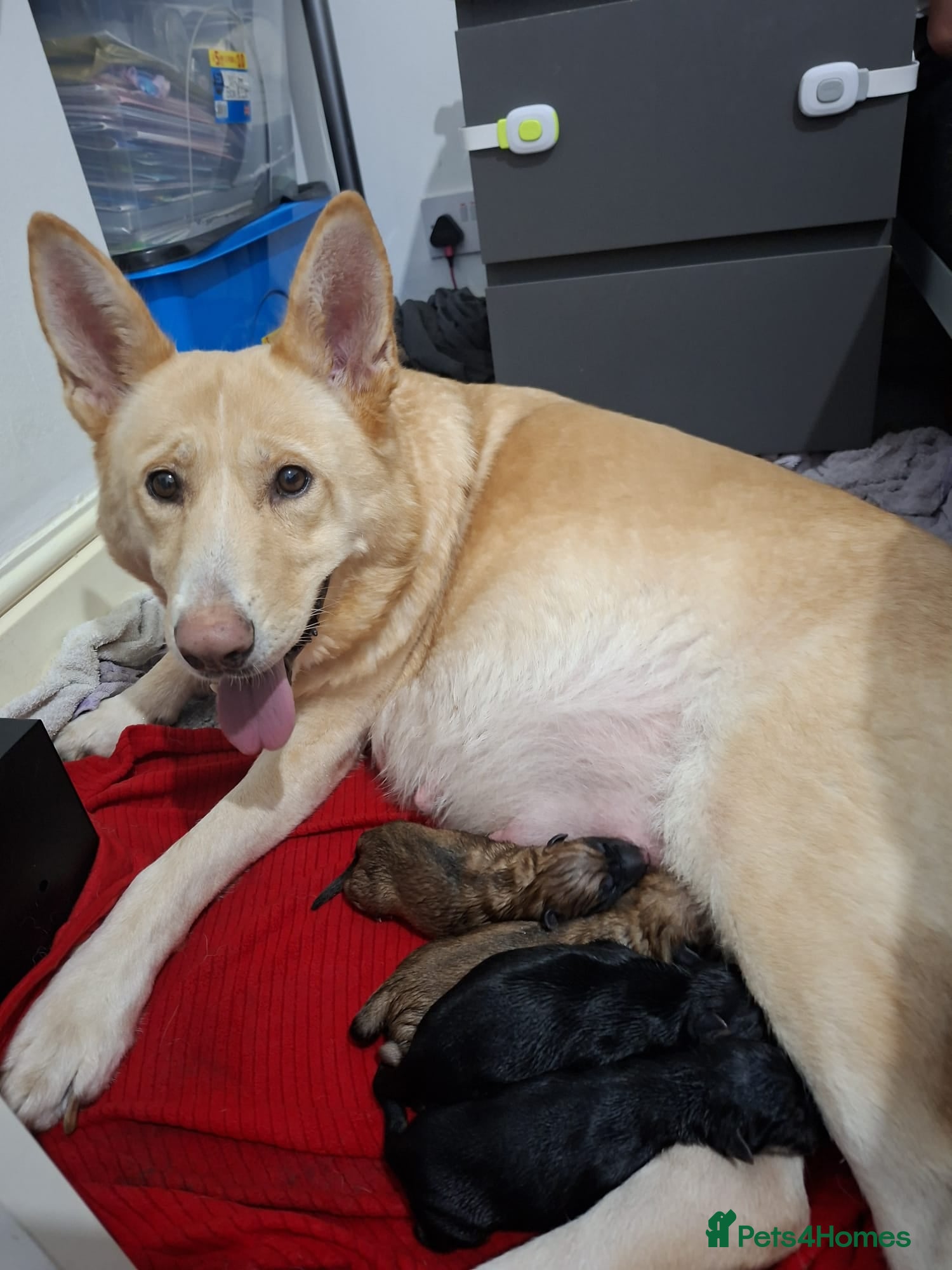 Mixed Breed dogs Shepkita Puppies - Advert 2