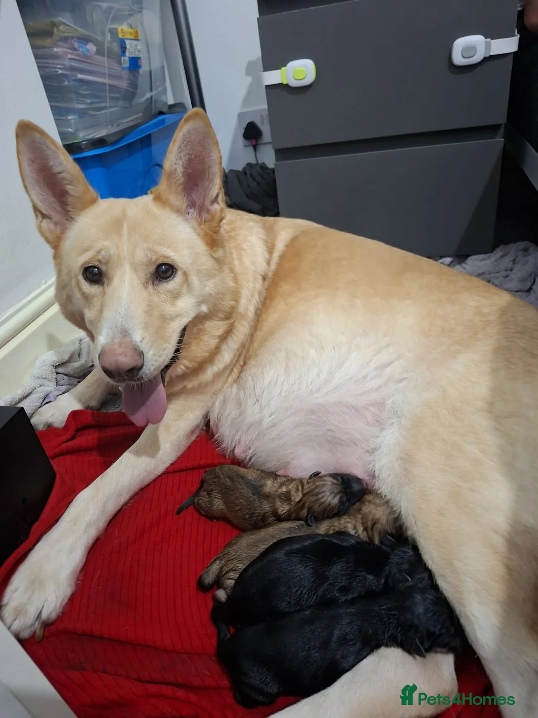 Mixed Breed dogs for sale: Shepkita Puppies - Advert 1