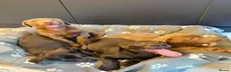 Labrador Retriever dogs for sale: Exceptional Silver & Charcoal Labrador Puppies - Advert 9