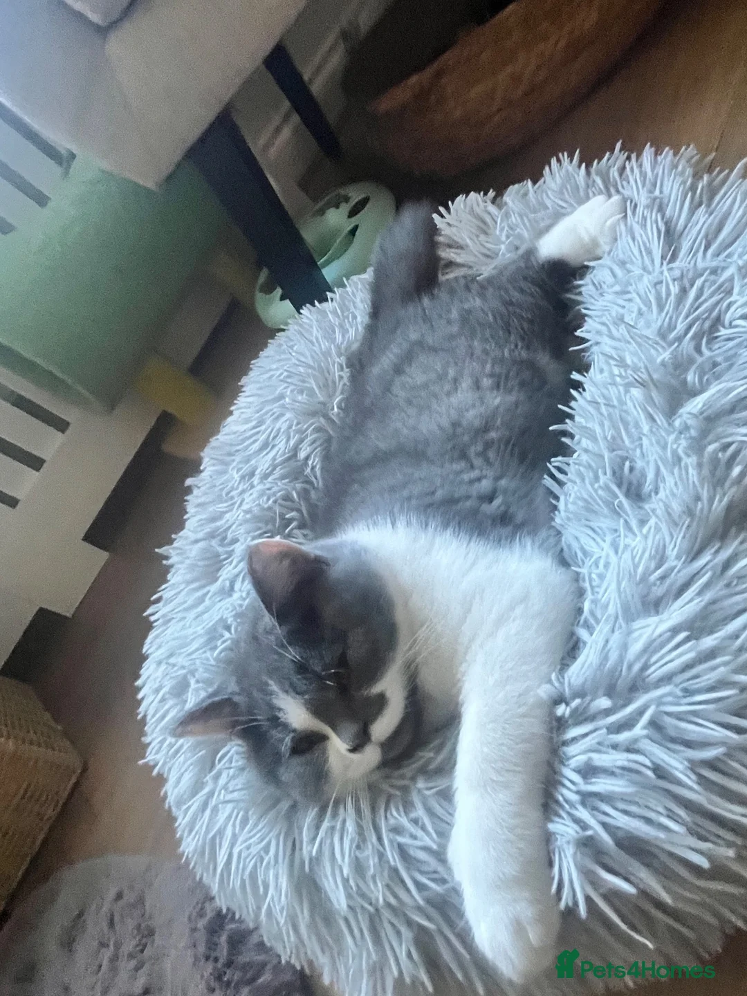British Shorthair cats for sale: Two beautiful British Shorthair boys ready now.  - Advert 8