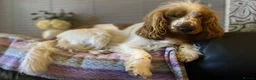 Cocker Spaniel dogs for stud: Stud cocker spaniel  in Liverpool - Advert 1