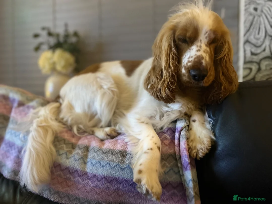 Cocker Spaniel dogs for stud: Stud cocker spaniel  in Liverpool - Advert 1