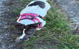 Mixed Breed dogs for sale: Female dog  - Image 9